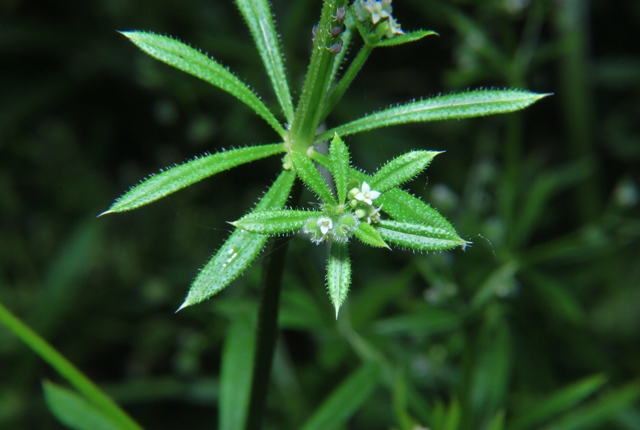 Galium aparine